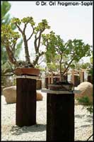 The New Bonsai Collection at the University Botanical Gardens  Jerusalem