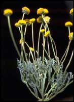 Aaronsohnia factorovskyi, photographer A.Danin