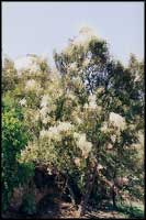Bursaria incana