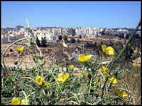 Cactuses & Fictuses - Jerusalem