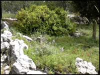 Cactuses & Fictuses - Forest near Beit-Shemesh