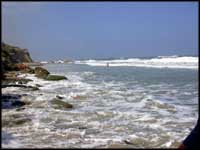 Cactuses & Fictuses - Ashkelon beach