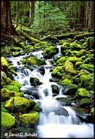 'Olympic National Park, WA