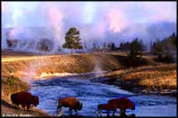 'Bison Crossing', Yellowstone, WY