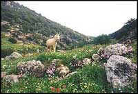 Vadi Kana, Samaria - photo be Asya Entova