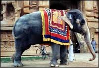 An elephant