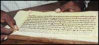 Papyrus